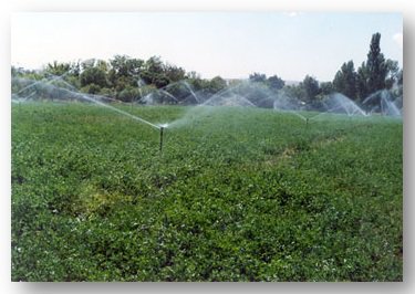 دانش فنی تمامی سامانه های آبیاری بارانی و قطره ای توسط متخصصان این پژوهشکده تدوین شده است